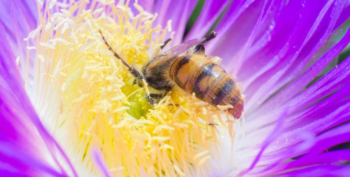 le travail de l'abeille